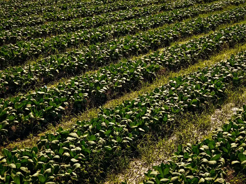 Green rows of vegetables growing in a field